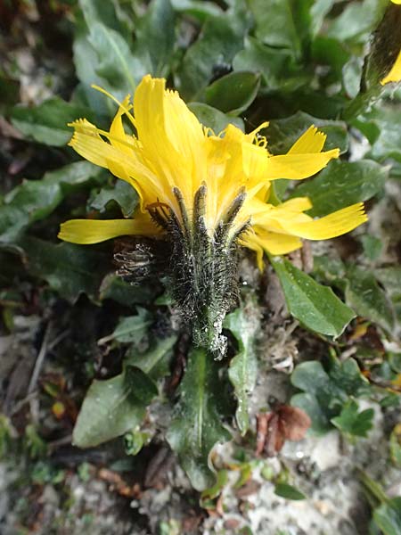 Scorzoneroides montana subsp. melanotricha / Mountain Hawkbit, A Großglockner 11.8.2025