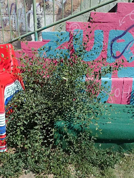 Ulmus minor \ Feld-Ulme / Small-Leaved Elm, A Wien 13.8.2025