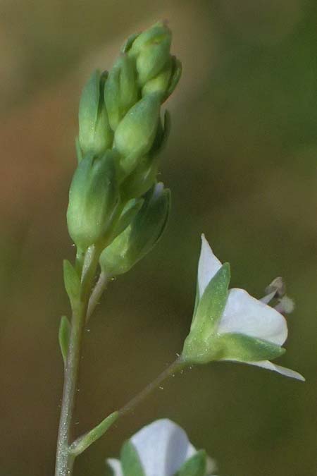 Veronica anagalloides \ Schlamm-Ehrenpreis / Faded Speedwell, Mud Speedwell, A Staatz 12.8.2025