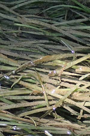 Vallisneria americana \ Riesen-Vallisnerie, Riesen-Wasserschraube / American Tape Grass, American Eel Grass, A Villach-Warmbad 4.7.2022