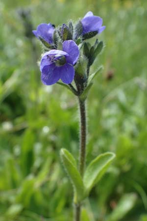 Veronica bellidioides \ Malieb-Ehrenpreis / Dwarf Blue Speedwell, A Kärnten/Carinthia, Koralpe 5.7.2023