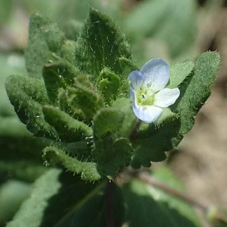 Veronica agrestis \ Acker-Ehrenpreis / Green Field Speedwell, A Hirschbach im Mühlkreis 13.8.2024