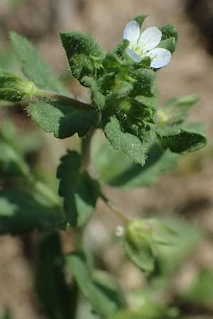Veronica agrestis \ Acker-Ehrenpreis / Green Field Speedwell, A Hirschbach im Mühlkreis 13.8.2024