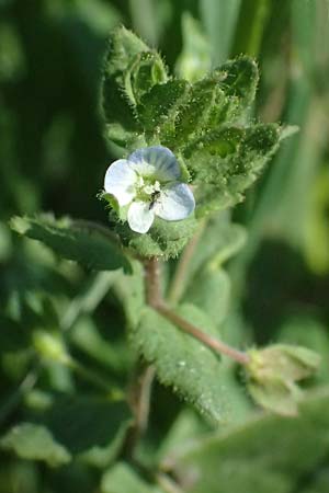 Veronica agrestis \ Acker-Ehrenpreis / Green Field Speedwell, A Hirschbach im Mühlkreis 13.8.2024
