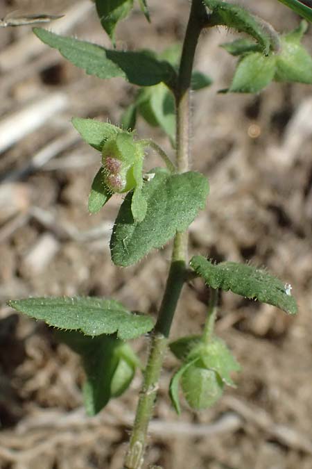 Veronica agrestis \ Acker-Ehrenpreis / Green Field Speedwell, A Hirschbach im Mühlkreis 13.8.2024