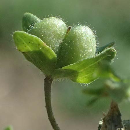 Veronica agrestis \ Acker-Ehrenpreis / Green Field Speedwell, A Hirschbach im Mühlkreis 13.8.2024