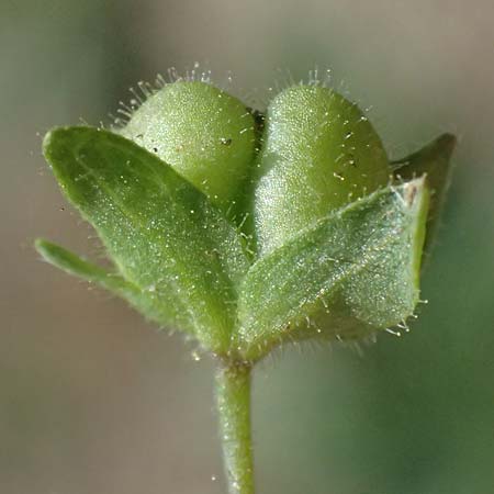 Veronica agrestis \ Acker-Ehrenpreis / Green Field Speedwell, A Hirschbach im Mühlkreis 13.8.2024