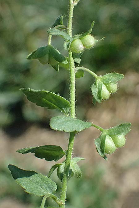 Veronica agrestis \ Acker-Ehrenpreis / Green Field Speedwell, A Hirschbach im Mühlkreis 13.8.2024