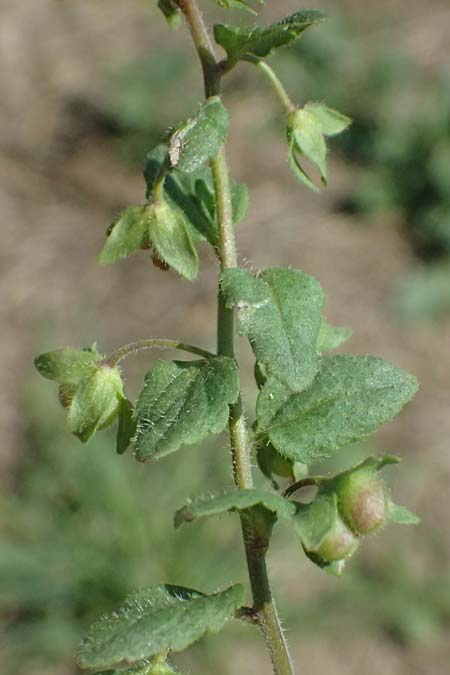 Veronica agrestis \ Acker-Ehrenpreis / Green Field Speedwell, A Hirschbach im Mühlkreis 13.8.2024