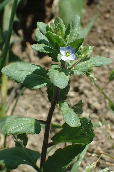 Veronica agrestis \ Acker-Ehrenpreis / Green Field Speedwell, A Hirschbach im Mühlkreis 13.8.2024