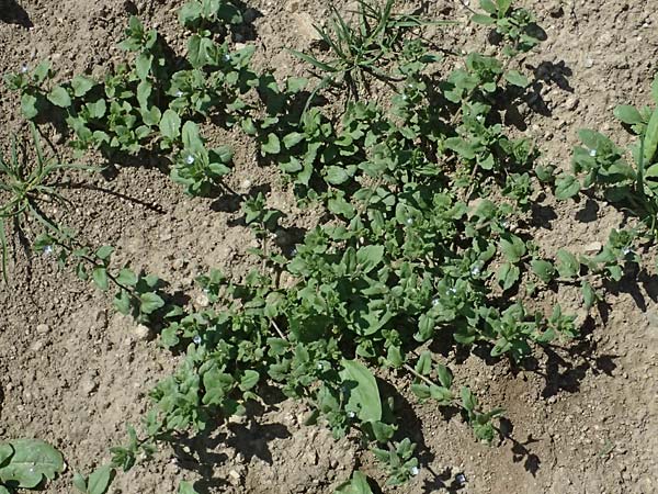 Veronica agrestis \ Acker-Ehrenpreis / Green Field Speedwell, A Hirschbach im Mühlkreis 13.8.2024