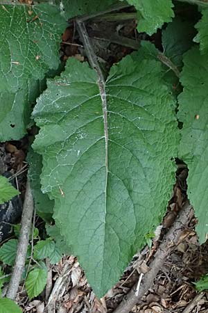 Verbascum alpinum \ Alpen-Knigskerze, Woll-Knigskerze / Alpine Mullein, A Fronleiten 13.5.2025