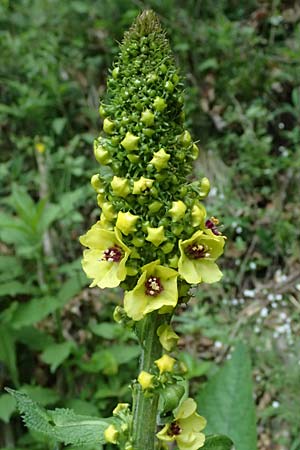 Verbascum alpinum \ Alpen-Knigskerze, Woll-Knigskerze / Alpine Mullein, A Fronleiten 13.5.2025