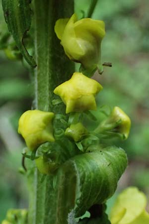Verbascum alpinum \ Alpen-Knigskerze, Woll-Knigskerze / Alpine Mullein, A Fronleiten 13.5.2025