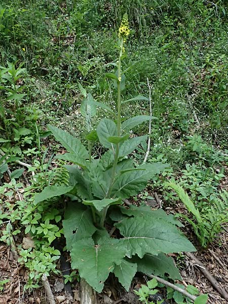 Verbascum alpinum \ Alpen-Knigskerze, Woll-Knigskerze / Alpine Mullein, A Fronleiten 13.5.2025