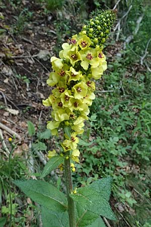 Verbascum alpinum \ Alpen-Knigskerze, Woll-Knigskerze / Alpine Mullein, A Fronleiten 13.5.2025