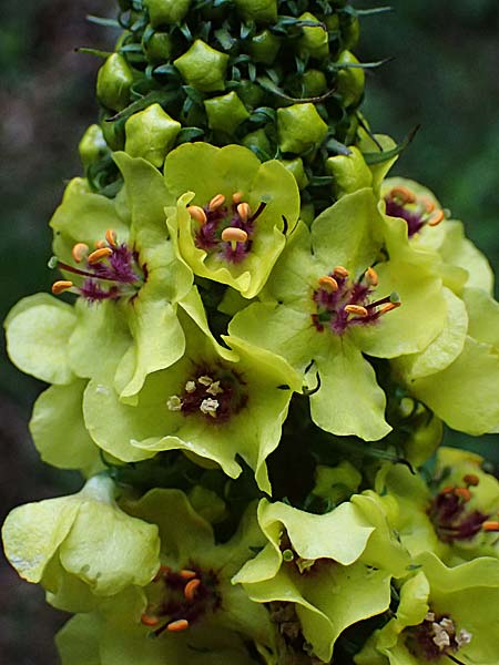 Verbascum alpinum \ Alpen-Knigskerze, Woll-Knigskerze / Alpine Mullein, A Fronleiten 13.5.2025