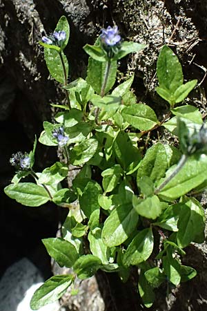 Veronica alpina \ Alpen-Ehrenpreis / Alpine Speedwell, A Kolm Saigurn 2.7.2025