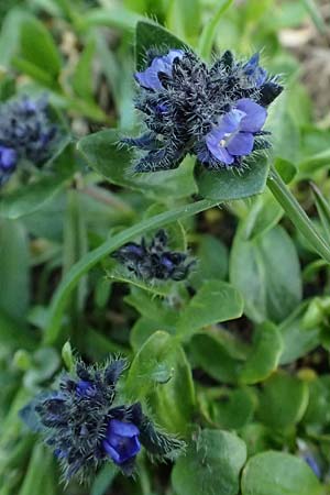 Veronica alpina \ Alpen-Ehrenpreis / Alpine Speedwell, A Kolm Saigurn 2.7.2025