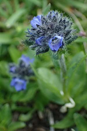Veronica alpina \ Alpen-Ehrenpreis / Alpine Speedwell, A Kolm Saigurn 2.7.2025