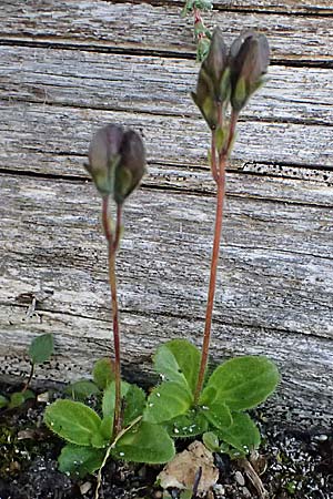 Veronica aphylla \ Nacktstiel-Ehrenpreis, Blattloser Ehrenpreis / Leafless-Stemmed Speedwell, A Gro&szlig;glockner 11.8.2025