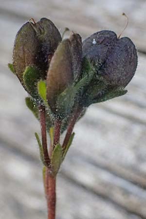 Veronica aphylla \ Nacktstiel-Ehrenpreis, Blattloser Ehrenpreis / Leafless-Stemmed Speedwell, A Gro&szlig;glockner 11.8.2025