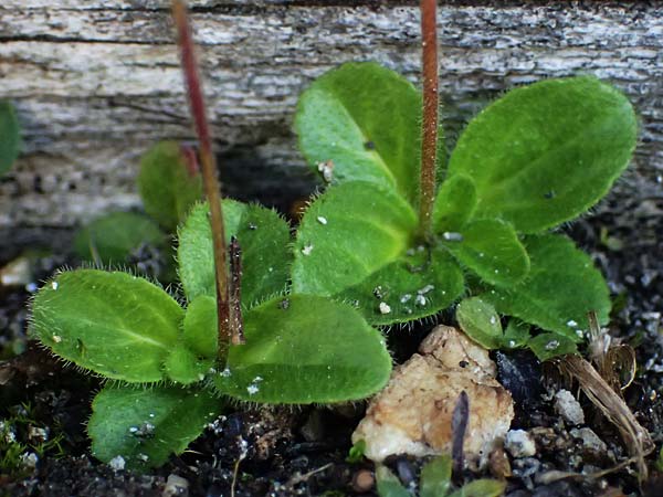 Veronica aphylla \ Nacktstiel-Ehrenpreis, Blattloser Ehrenpreis / Leafless-Stemmed Speedwell, A Gro&szlig;glockner 11.8.2025