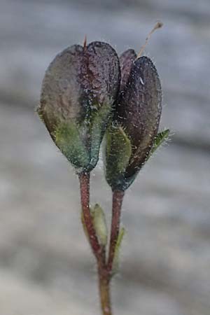 Veronica aphylla \ Nacktstiel-Ehrenpreis, Blattloser Ehrenpreis / Leafless-Stemmed Speedwell, A Gro&szlig;glockner 11.8.2025