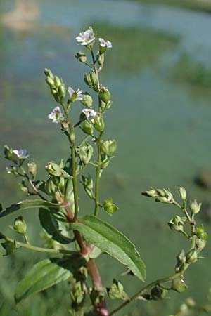 Veronica anagallis-aquatica \ Blauer Gauchheil-Ehrenpreis, Blauer Wasser-Ehrenpreis / Blue Water Speedwell, A Michelstetten 12.8.2025