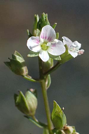 Veronica anagallis-aquatica \ Blauer Gauchheil-Ehrenpreis, Blauer Wasser-Ehrenpreis / Blue Water Speedwell, A Michelstetten 12.8.2025