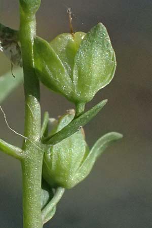 Veronica anagallis-aquatica \ Blauer Gauchheil-Ehrenpreis, Blauer Wasser-Ehrenpreis / Blue Water Speedwell, A Michelstetten 12.8.2025