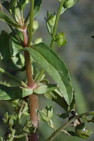 Veronica anagallis-aquatica \ Blauer Gauchheil-Ehrenpreis, Blauer Wasser-Ehrenpreis / Blue Water Speedwell, A Michelstetten 12.8.2025