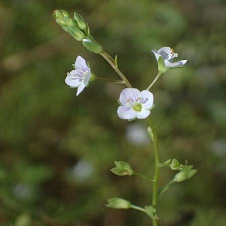 Veronica anagalloides \ Schlamm-Ehrenpreis / Faded Speedwell, Mud Speedwell, A Staatz 12.8.2025