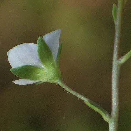 Veronica anagalloides \ Schlamm-Ehrenpreis / Faded Speedwell, Mud Speedwell, A Staatz 12.8.2025