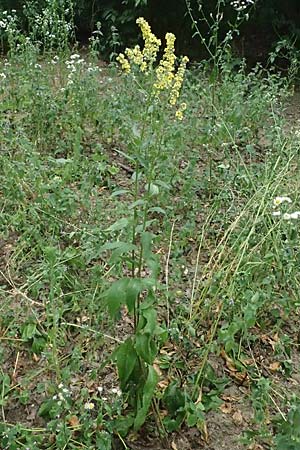 Verbascum chaixii subsp. austriacum \ sterreicher Knigskerze / Austrian Mullein, A Hollabrunn 10.7.2023