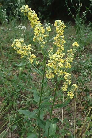 Verbascum chaixii subsp. austriacum \ sterreicher Knigskerze / Austrian Mullein, A Hollabrunn 10.7.2023