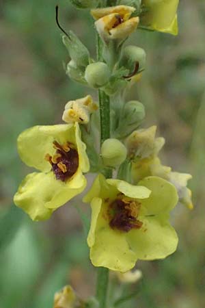Verbascum chaixii subsp. austriacum \ sterreicher Knigskerze / Austrian Mullein, A Hollabrunn 10.7.2023