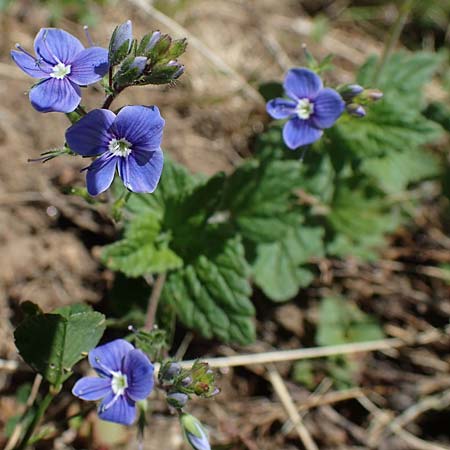 Veronica chamaedrys \ Gamander-Ehrenpreis / Germander Speedwell, A Seetaler Alpen, Zirbitzkogel 28.6.2021