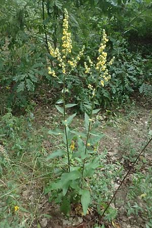 Verbascum chaixii subsp. austriacum \ sterreicher Knigskerze / Austrian Mullein, A Ladendorf 10.7.2023