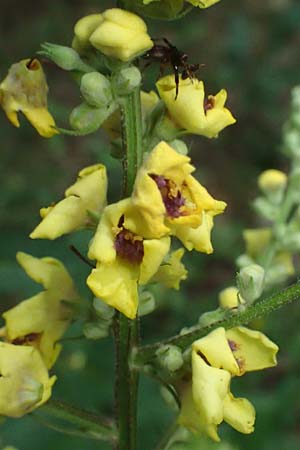 Verbascum chaixii subsp. austriacum \ sterreicher Knigskerze / Austrian Mullein, A Ladendorf 10.7.2023