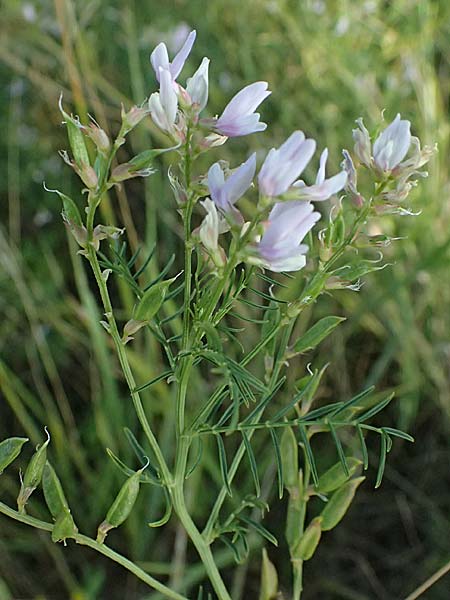Astragalus austriacus \ �sterreicher Tragant / Austrian Milk-Vetch, A Seewinkel, St. Andr&auml; 13.8.2025
