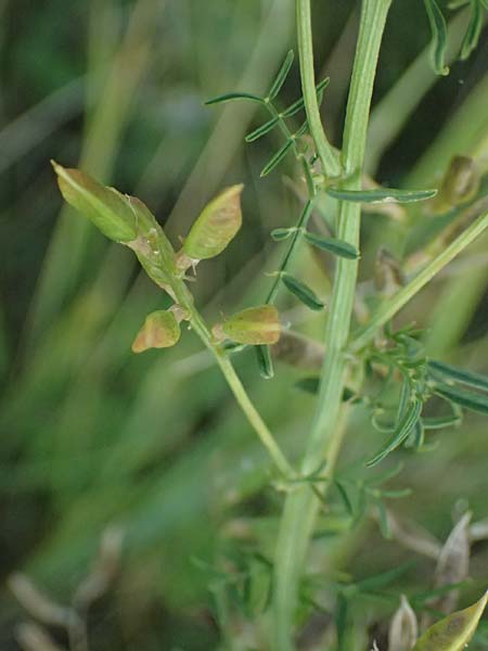 Astragalus austriacus \ �sterreicher Tragant / Austrian Milk-Vetch, A Seewinkel, St. Andr&auml; 13.8.2025
