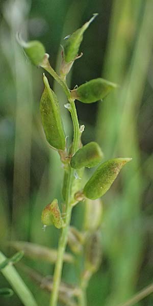 Astragalus austriacus \ �sterreicher Tragant / Austrian Milk-Vetch, A Seewinkel, St. Andr&auml; 13.8.2025