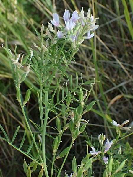 Astragalus austriacus \ �sterreicher Tragant / Austrian Milk-Vetch, A Seewinkel, St. Andr&auml; 13.8.2025