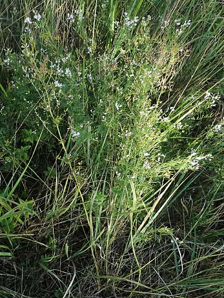 Astragalus austriacus \ �sterreicher Tragant / Austrian Milk-Vetch, A Seewinkel, St. Andr&auml; 13.8.2025