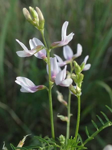 Astragalus austriacus \ �sterreicher Tragant / Austrian Milk-Vetch, A Seewinkel, St. Andr&auml; 13.8.2025