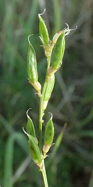 Astragalus austriacus \ �sterreicher Tragant / Austrian Milk-Vetch, A Seewinkel, St. Andr&auml; 13.8.2025