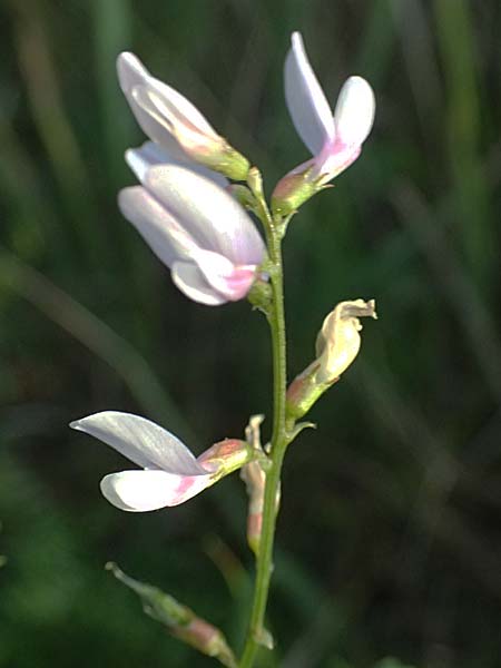 Astragalus austriacus \ �sterreicher Tragant / Austrian Milk-Vetch, A Seewinkel, St. Andr&auml; 13.8.2025