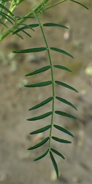 Astragalus austriacus \ �sterreicher Tragant / Austrian Milk-Vetch, A Seewinkel, St. Andr&auml; 13.8.2025
