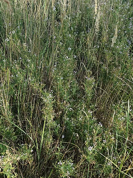 Astragalus austriacus \ �sterreicher Tragant / Austrian Milk-Vetch, A Seewinkel, St. Andr&auml; 13.8.2025